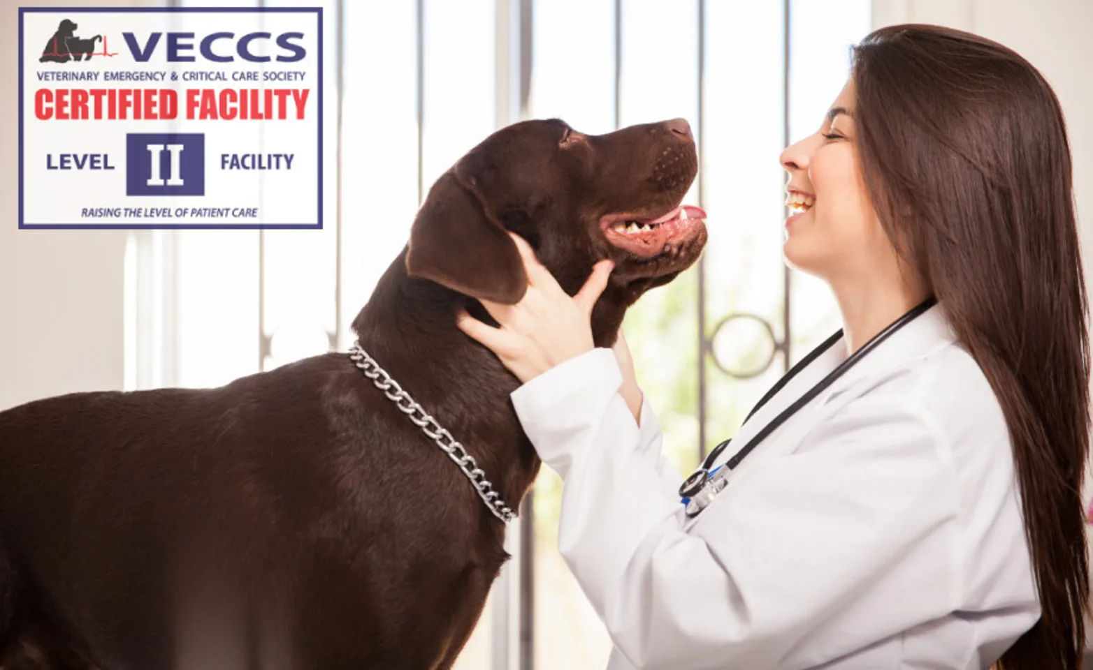 Woman and dog looking at each other with the VECCS level II certification logo